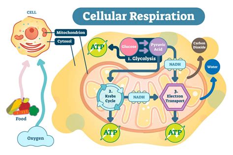 Cellular respiration - Definition and Examples - Biology Online Dictionary