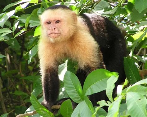 Panamanian White-Faced Capuchin | Zoopedia Wiki | Fandom