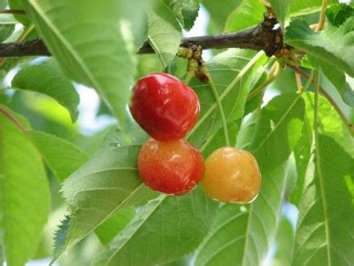 Rainier Cherry | Grimm's Gardens