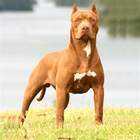 Are Pitbulls Dangerous Dogs