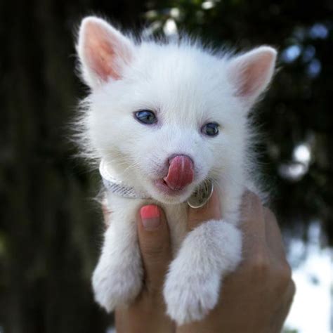 The Internet’s Cutest Snow-White Fox Is Growing Up