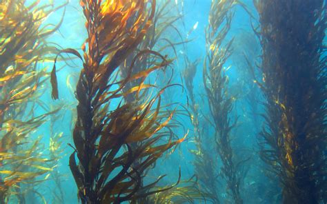 Kelp habitat in Port Phillip Bay | Port Phillip & Western Port Regional ...