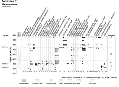 Simplified macrofossil diagram for Core P1. | Download Scientific Diagram