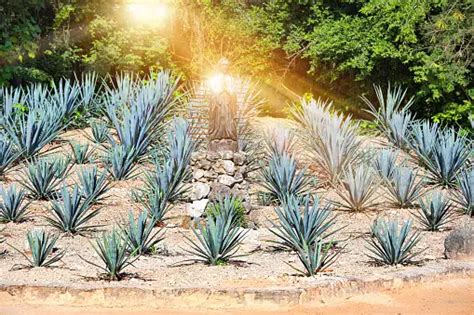 Agave Field Pictures | Download Free Images on Unsplash