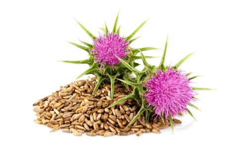 Milk thistle seed Bio, whole