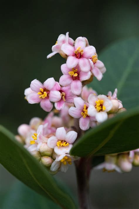 Rhus integrifolia Calflora