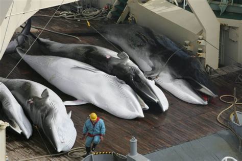 Is Commercial Whaling Necessary? History, Facts and Myth of Whaling ...