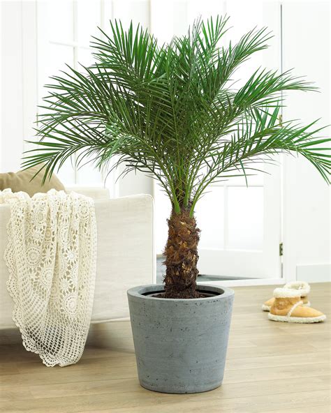 How To Grow Palm Trees Indoors | The Tree Center