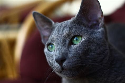 5 Reasons Why The Russian Blue Cat Is Simply Amazing | PetCareRx