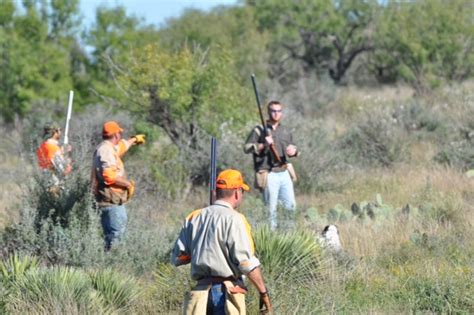 Quail Hunting - Guided Quail Hunts in Texas | Schmidt Double T Ranches