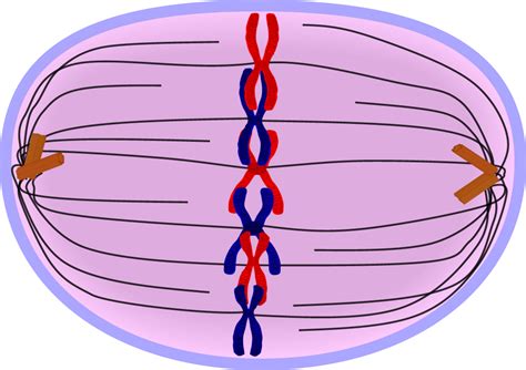 EduPic Cell Drawings