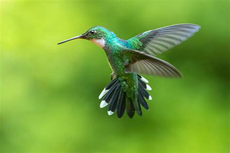 Hummingbirds in Arkansas - Only In Arkansas