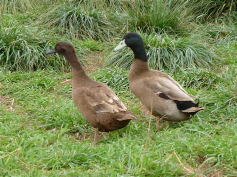 Metzer Farms Duck and Goose Blog: Khaki Campbell