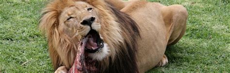 Lion Feeding - Feline Facts and Information