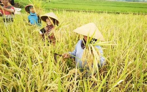 Petani Desa Sawahan Mulai Panen Padi