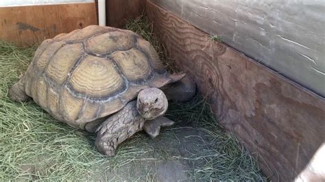 Outdoor DIY Sulcata Tortoise Housing In Cooler Climates - YouTube