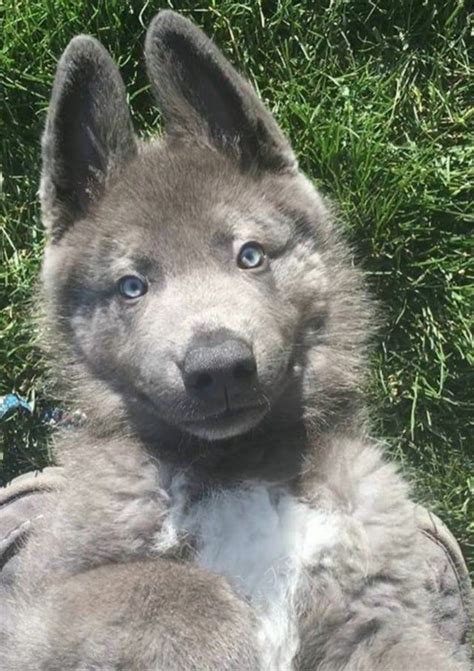 Lou - the Powder Blue German Shepherd pup - aww | German shepherd ...