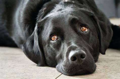 Whale eye – the subtle sign your dog may be distressed