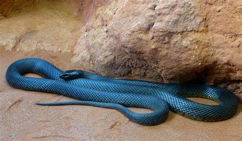 1000+ ideas about Inland Taipan on Pinterest | Snakes, Pit Viper and ...