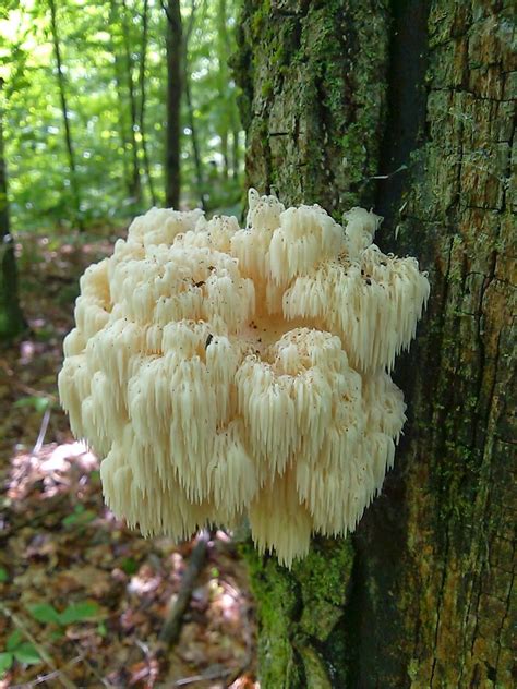 Review Of Buy Lion's Mane Mushroom Australia Ideas