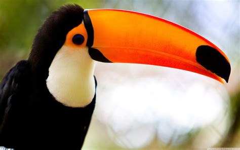 Stunning Toco Toucan HD Wallpaper