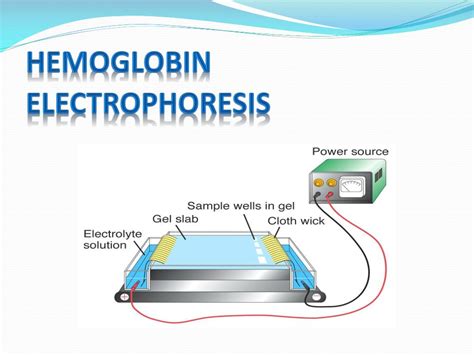 PPT - Hemoglobin Electrophoresis PowerPoint Presentation, free download ...