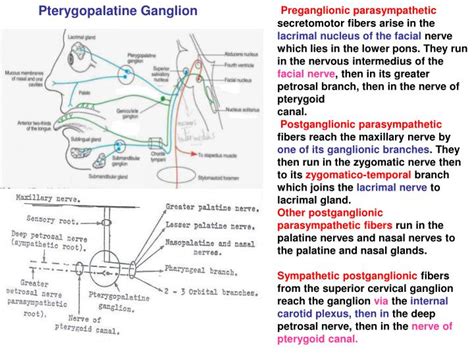 PPT - Pterygopalatine Ganglion PowerPoint Presentation, free download ...