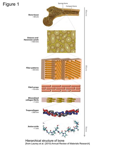 Basic Biology of Bone | Team Bone