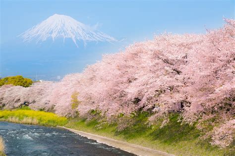 5 Best Cherry Blossom Spots around Mt Fuji - Japan Web Magazine