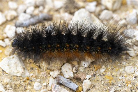 What is that fuzzy black caterpillar? - AgriLife Today