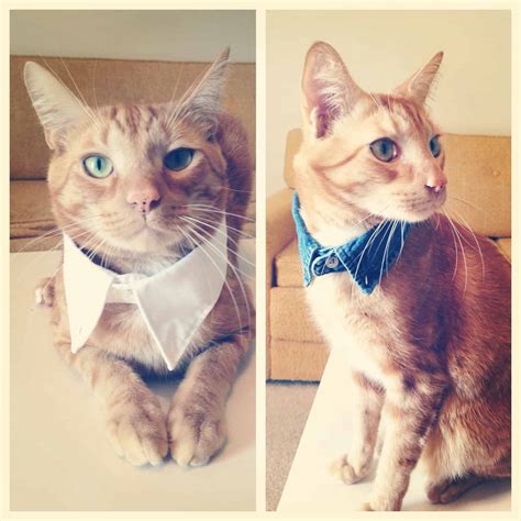 DIY Cat Collars That are Insanely Adorable