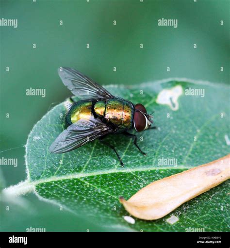 Warble Fly Stock Photos & Warble Fly Stock Images - Alamy