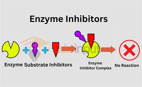 Enzyme Inhibitors-Definition, Types and Examples