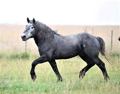 Percheron Horse- History, Colors, Uses, and Facts - Seriously Equestrian