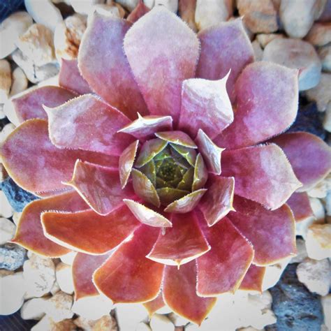 46 Types of Purple Succulents [With Pictures]