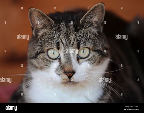 Tabby cat with white facial markings in a garden Stock Photo - Alamy