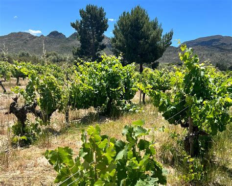 A sustainable approach to wine farming - Paserene Wine Franschhoek