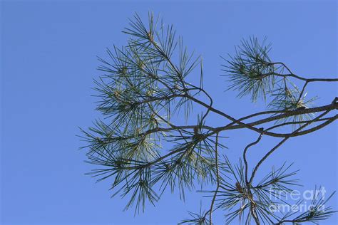 Pine Tree Leaves Photograph by Nora Boghossian - Fine Art America