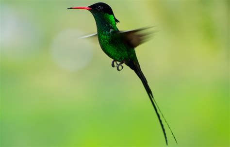 Jamaican National Bird | About Jamaica