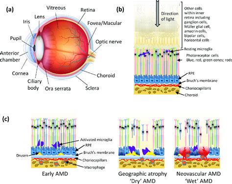 Layers Of The Retina