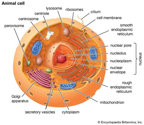 Cell Structure and Functions - Best Biology Notes for NEET Aspirants