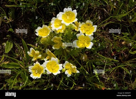 Flowers of the Fried egg plant or poached egg plant Limnanthes ...