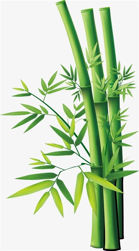 Cartoon Bamboo PNG and Vector