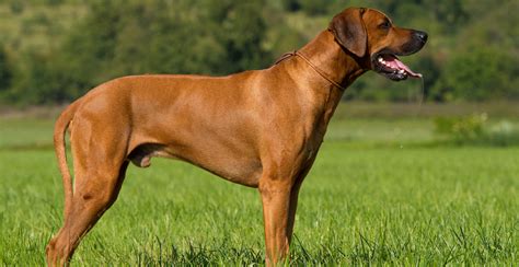 Rhodesian Ridgeback Guide (Size & Breed Characteristics)