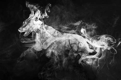 Animal Abstract Smoke - Free photo on Pixabay