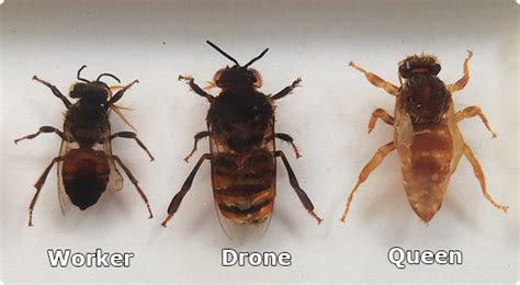 Worker, Drone and Queen Bee Drone Honey Bee, Honey Bee Life Cycle ...