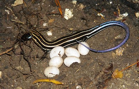 Blue-tailed Skink Facts, Habitat, Diet, Life Cycle, Baby, Pictures