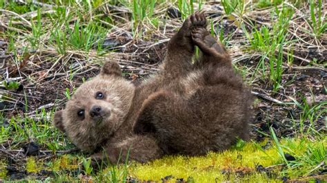 Grizzly Cubs of the Year Playing and Exploring Canada's Rockies - YouTube