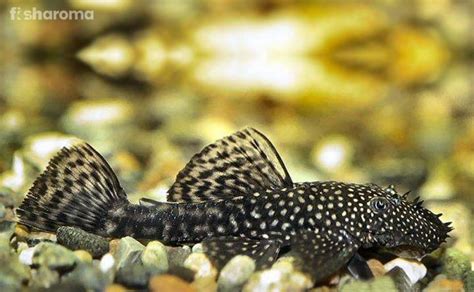 Bristle Nose Pleco Small – The Fish Guy