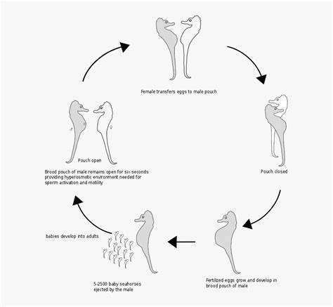 Seahorse Life Cycle Diagram